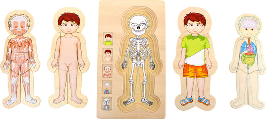 Puzzle a strati Anatomia Ragazzo